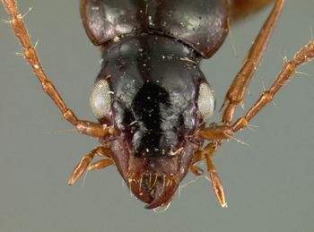 Media type: image;   Entomology 7176 Aspect: head dorsal view